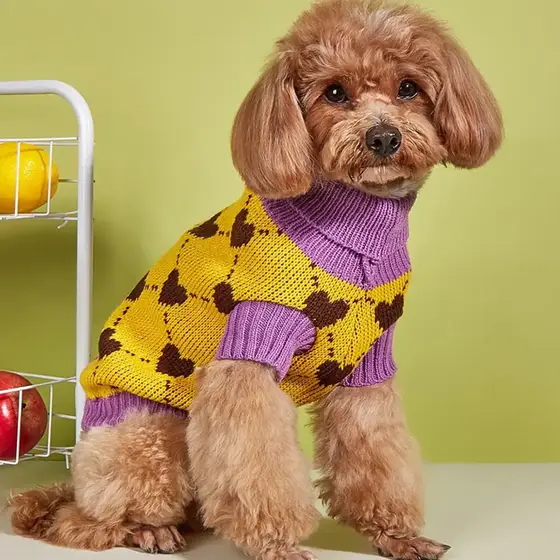 A brown poodle wearing a yellow and purple knitted sweater.