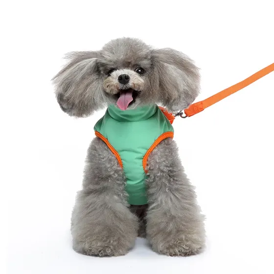 Grey poodle sitting on a white background wearing a green and orange pet harness with a leash.