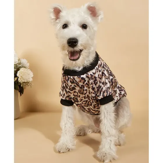 A white dog wearing a leopard print shirt with black trim sitting in a studio setting.