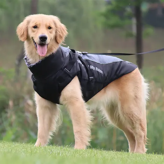 Golden retriever wearing a black protective bite sleeve vest standing on grass