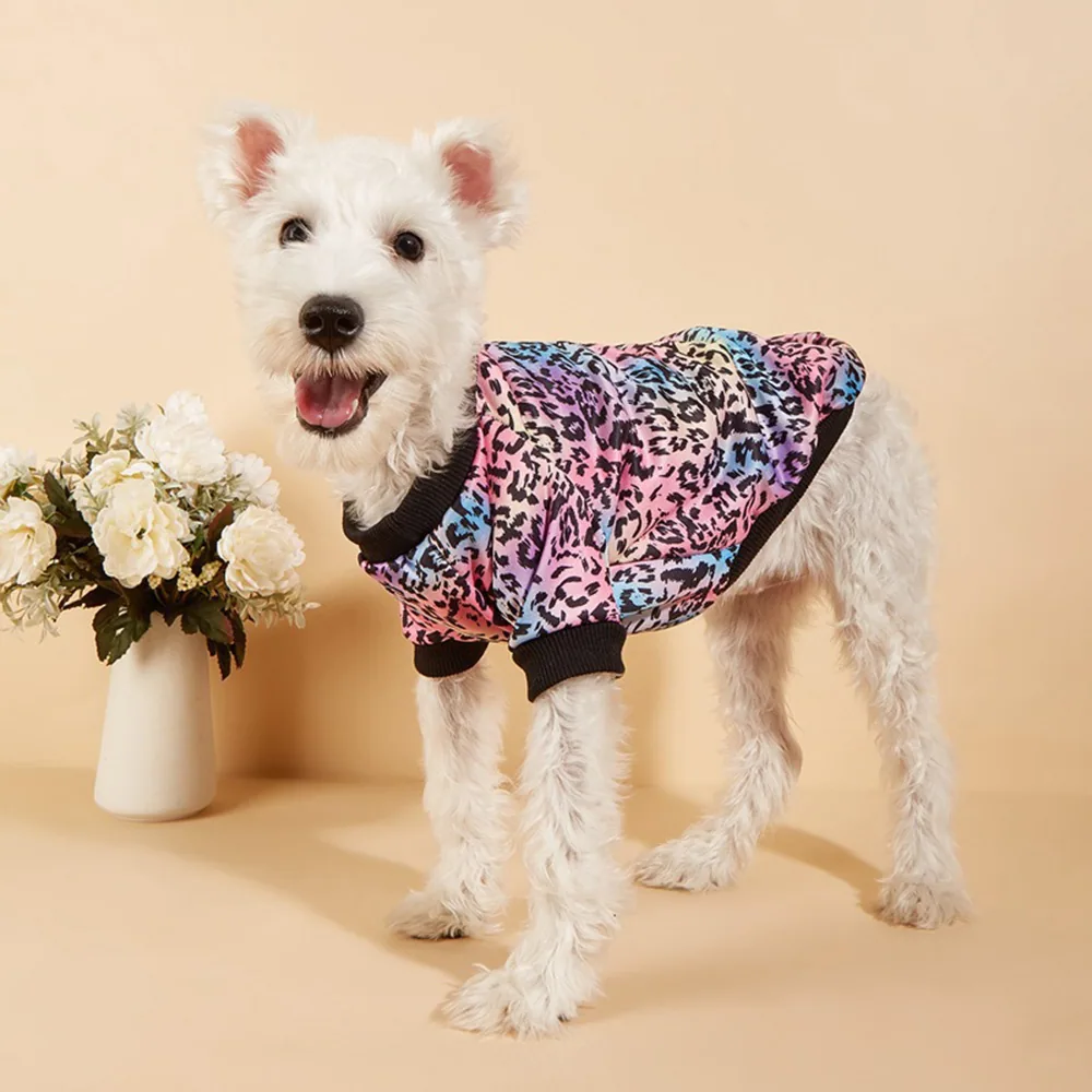 Small white dog wearing a pink, blue, and black leopard print pet sweater.