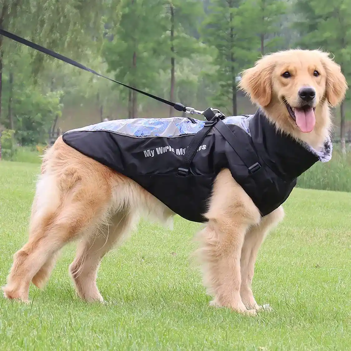 Golden retriever wearing a black and silver reflective vest outdoors