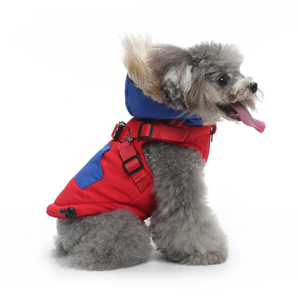 A gray poodle sitting in profile wearing a red and blue winter coat with a fur-lined hood and harness straps.