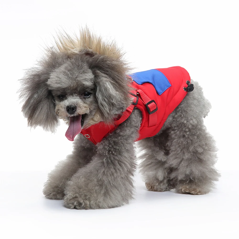 A grey poodle wearing a red and blue harness against a white background.