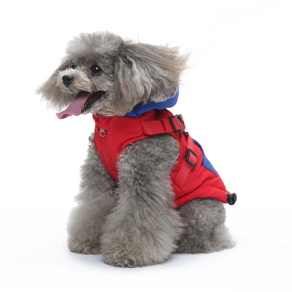 A grey poodle wearing a red and blue vest sitting on a white background.
