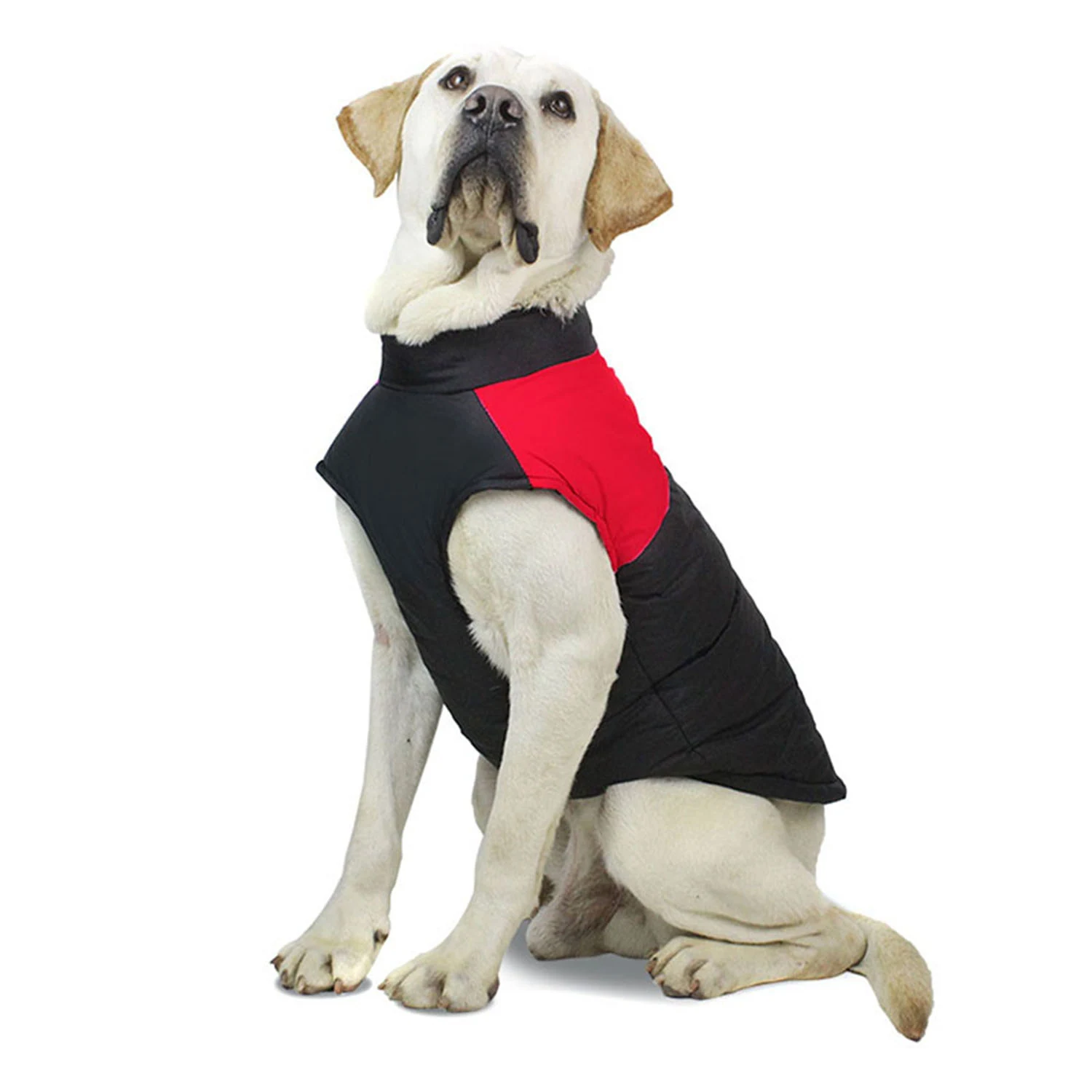 Yellow Labrador wearing a black and red quilted dog coat on a white background.