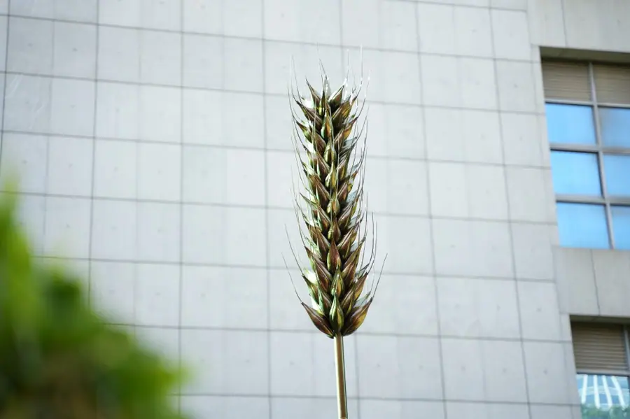 wheat ear