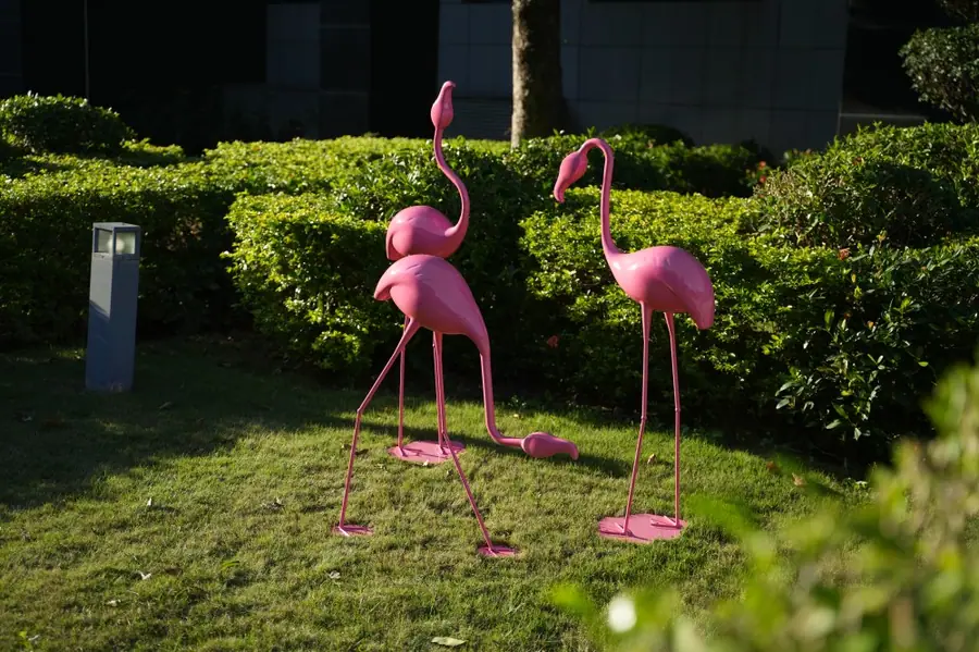 flamingos