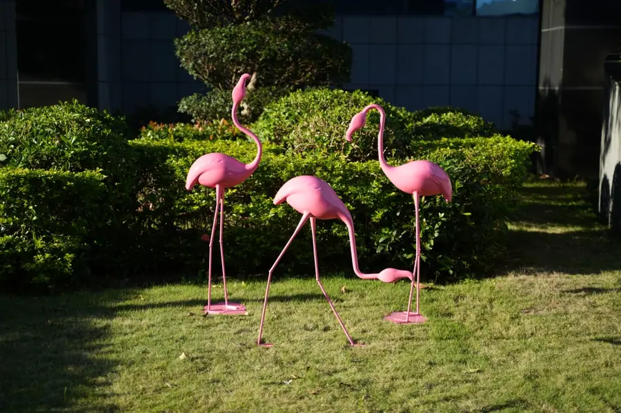 flamingos