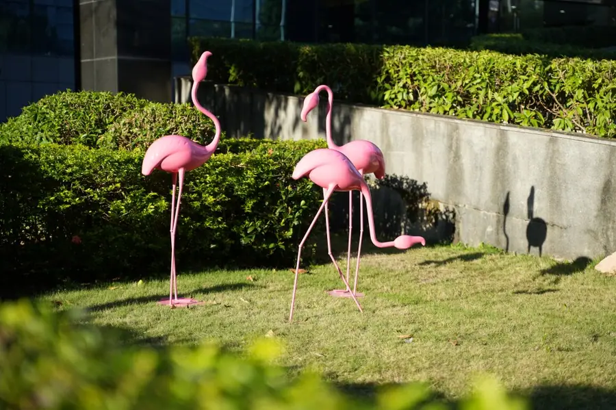 flamingos