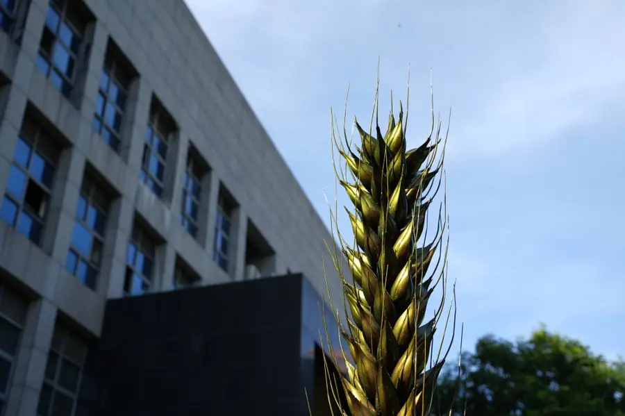 wheat ear