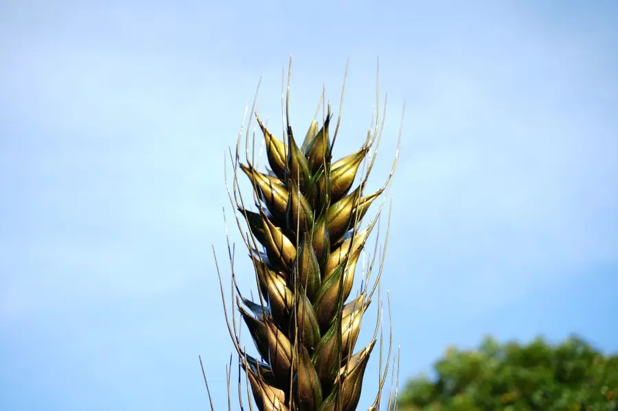 wheat ear