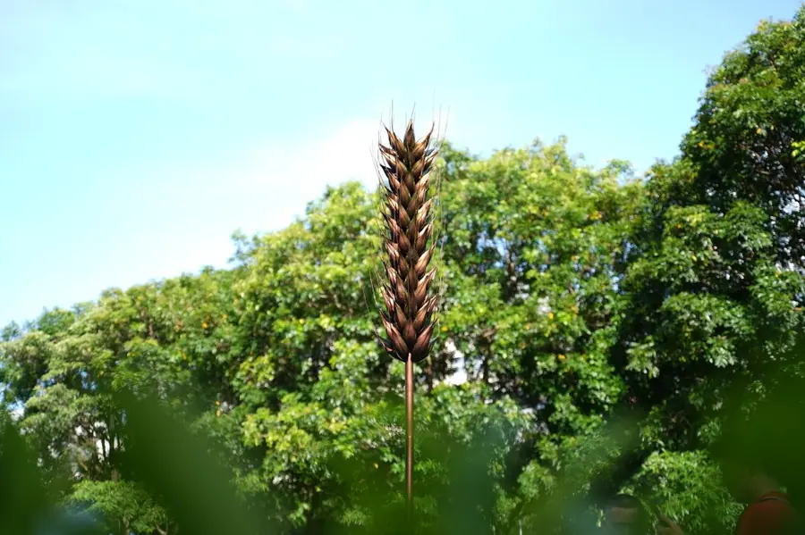 wheat ear