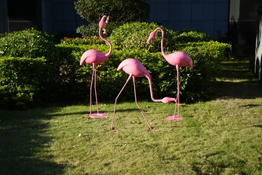 flamingos