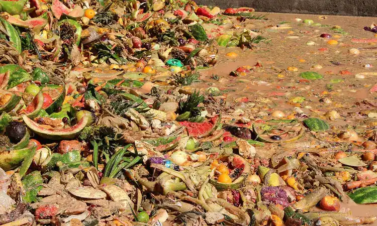 Turning Food Waste into Animal Feed: Benefits and Trade-offs for Nature