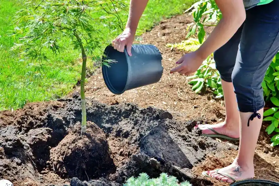 What is Earth Day? Who created it and how to celebrate it and why?