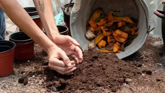 Green Gold: The Ultimate Guide to Compost and Manure for a Thriving Garden