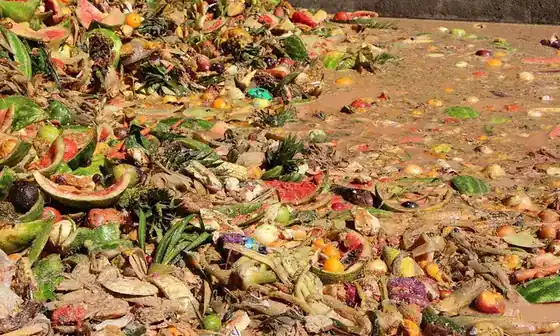 Turning Food Waste into Animal Feed: Benefits and Trade-offs for Nature