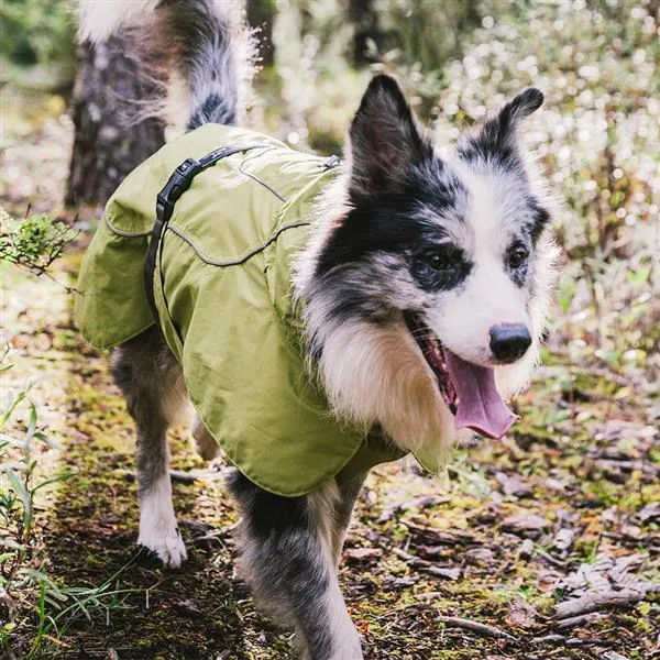Dog standing on a sidewalk with the jacket wrapped around its body