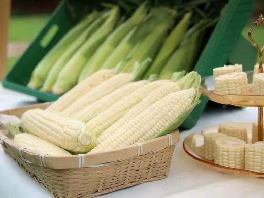 Sweet corn