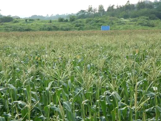 Field