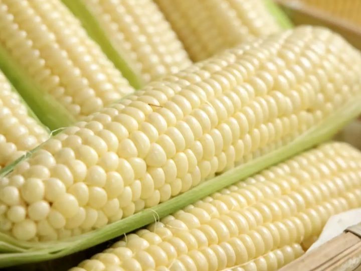 Pearl White sweet corn cobs