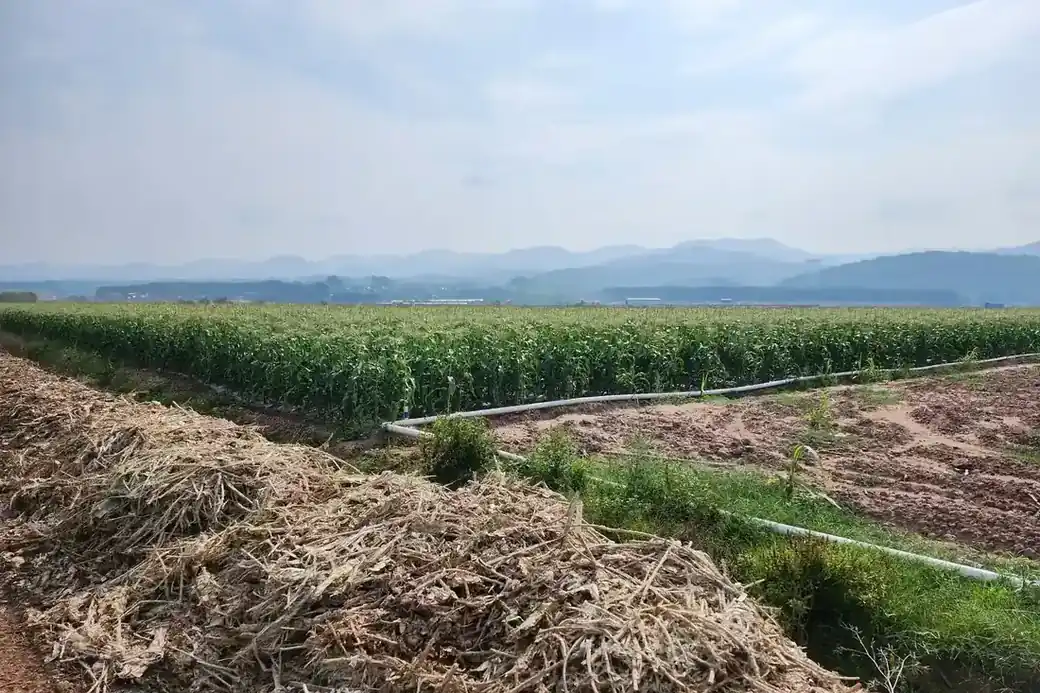 Yuyuan sweet corn fields in Shandong stretching toward the hills, irrigation lines along the headland