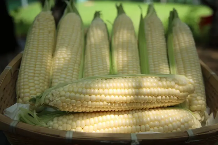 Whole white sweet corn cobs in a bamboo tray with green husk leaves