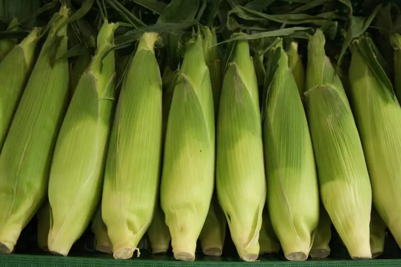 Freshly picked sweet corn ears in green husks packed side by side in a field crate