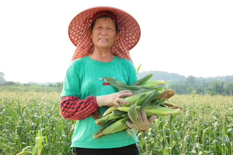 Yuyuan grower holding an armful of freshly picked sweet corn at the edge of the field