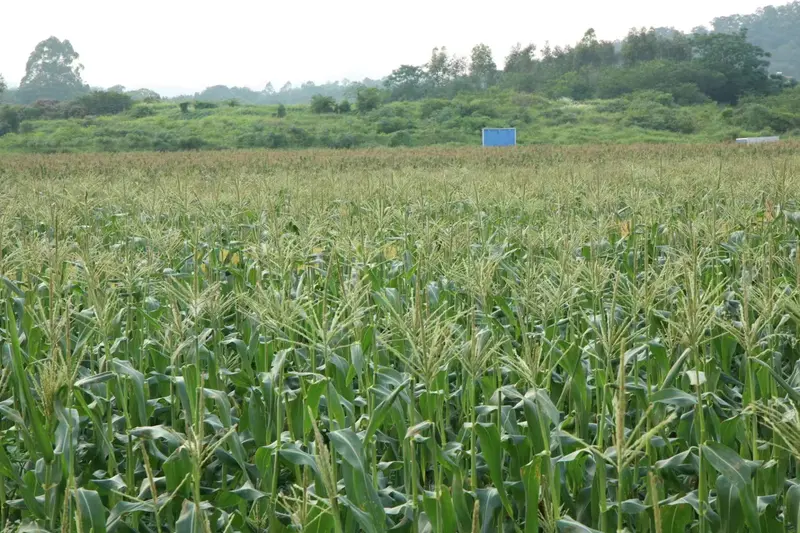 Rows of sweet corn growing on Yuyuan company farmland