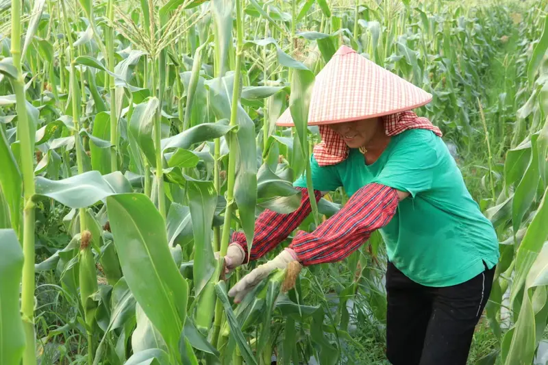 Grower snapping ripe sweet corn ears from the stalk during the green-ear harvest