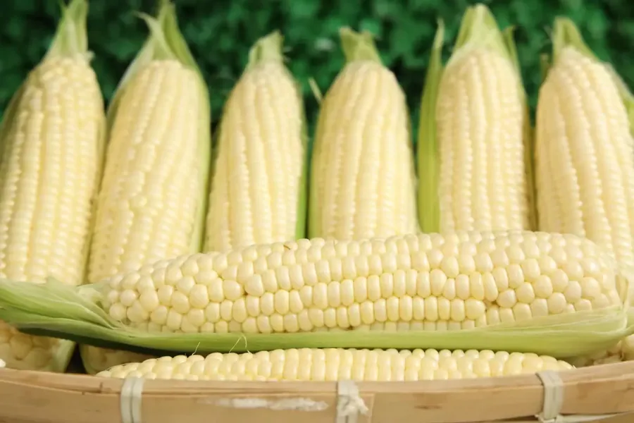 Husked Pearl White sweet corn cobs in a bamboo basket