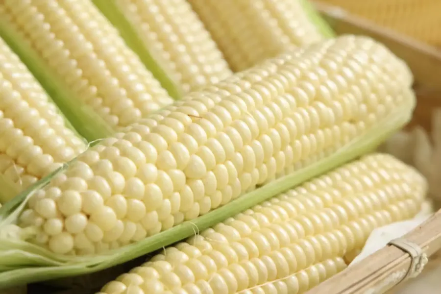 Close-up of Pearl White super-sweet corn kernels in the husk