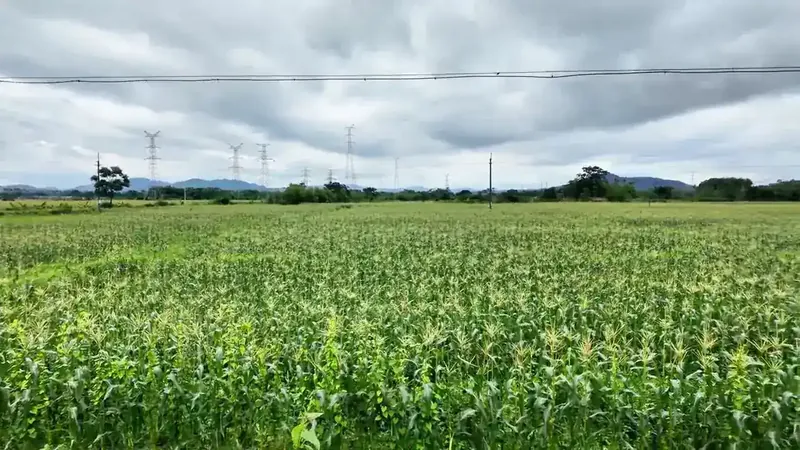 Standing sweet corn on Yuyuan company farmland