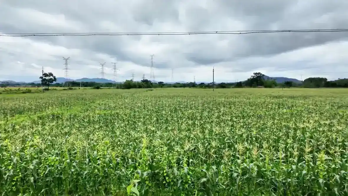 Wide view of standing sweet corn on Yuyuan company farmland under an overcast sky
